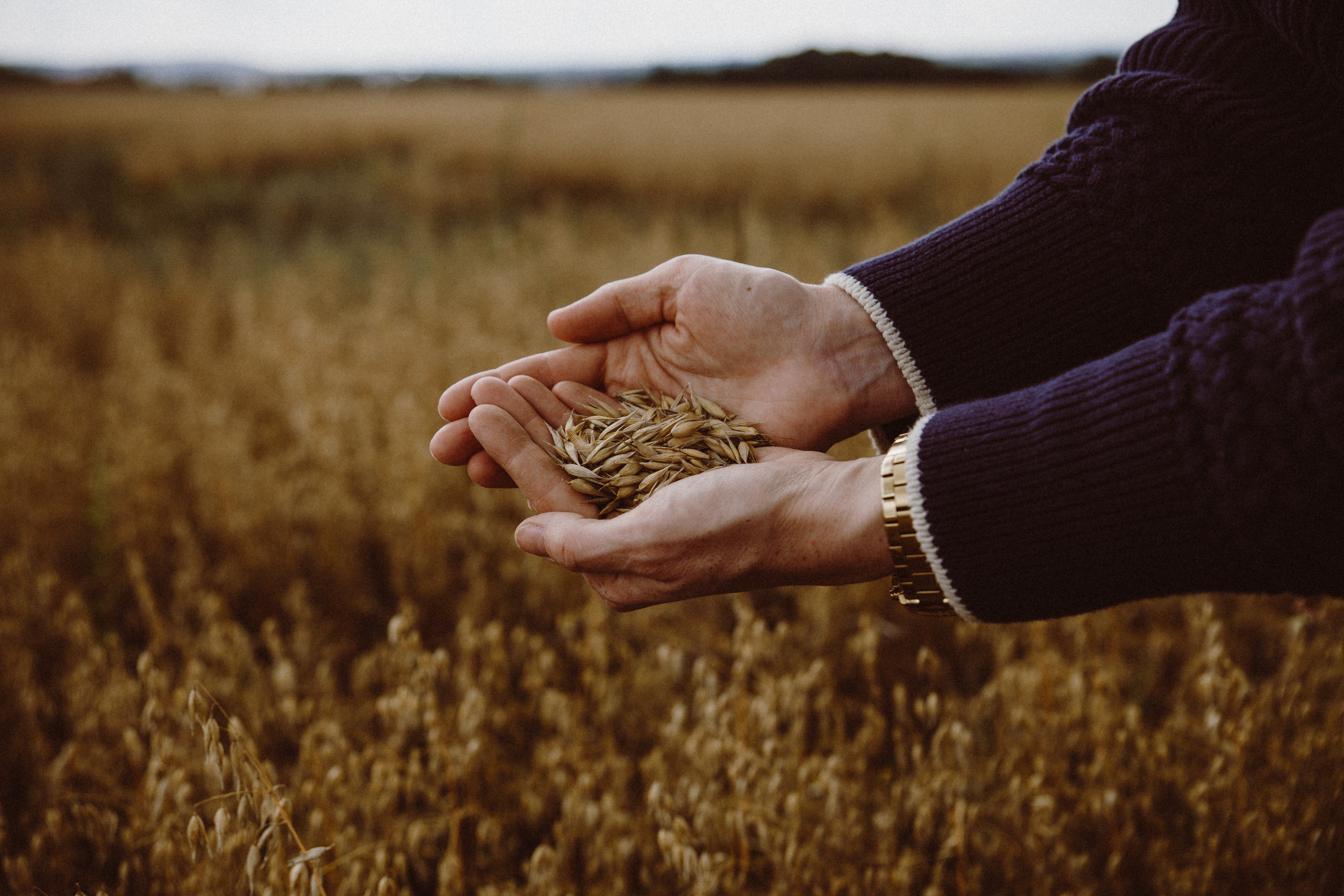 zwei Hände sind ineinander gefaltet und halten frische Haferkerne in die Hand. Das Bild entstand draußen in einem Haferfeld.