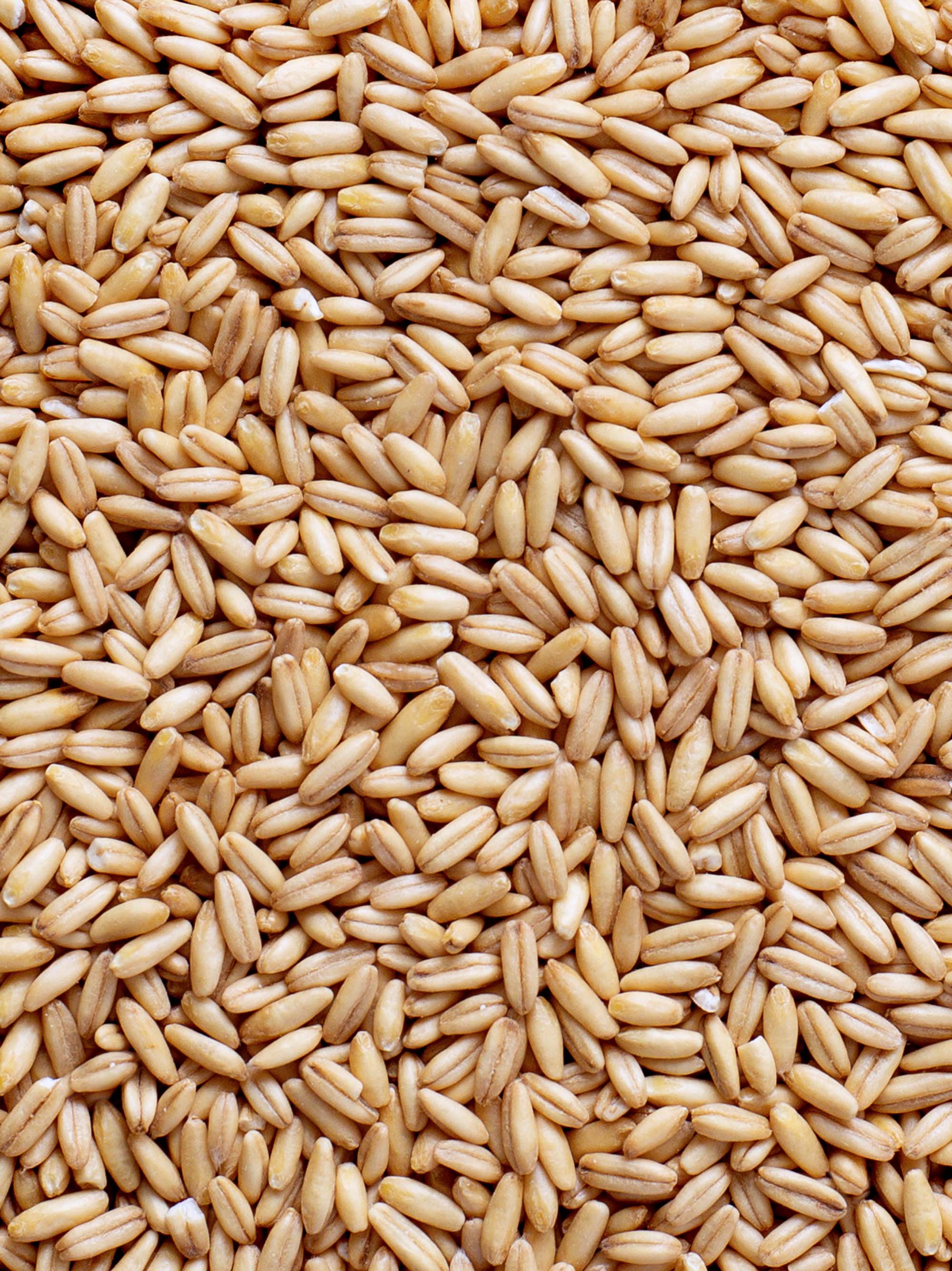 viele Haferkerne als Detailansicht.